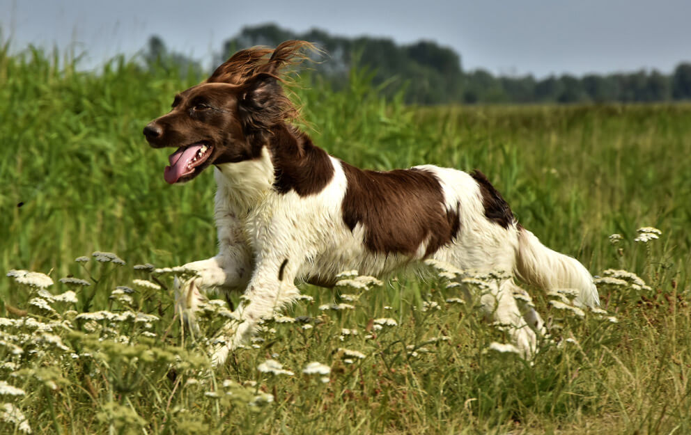 dog field Culford